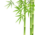 竹子 植物