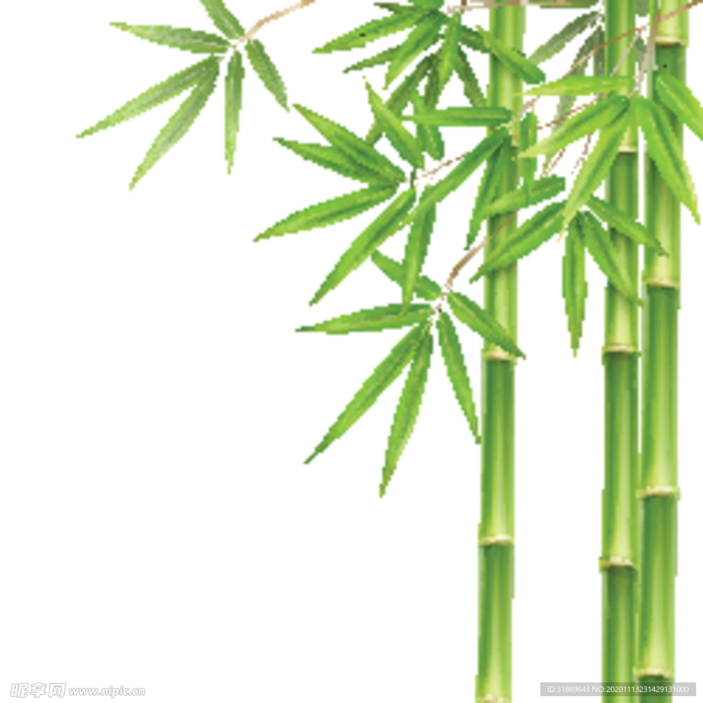 竹子 植物