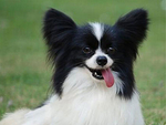 蝴蝶犬