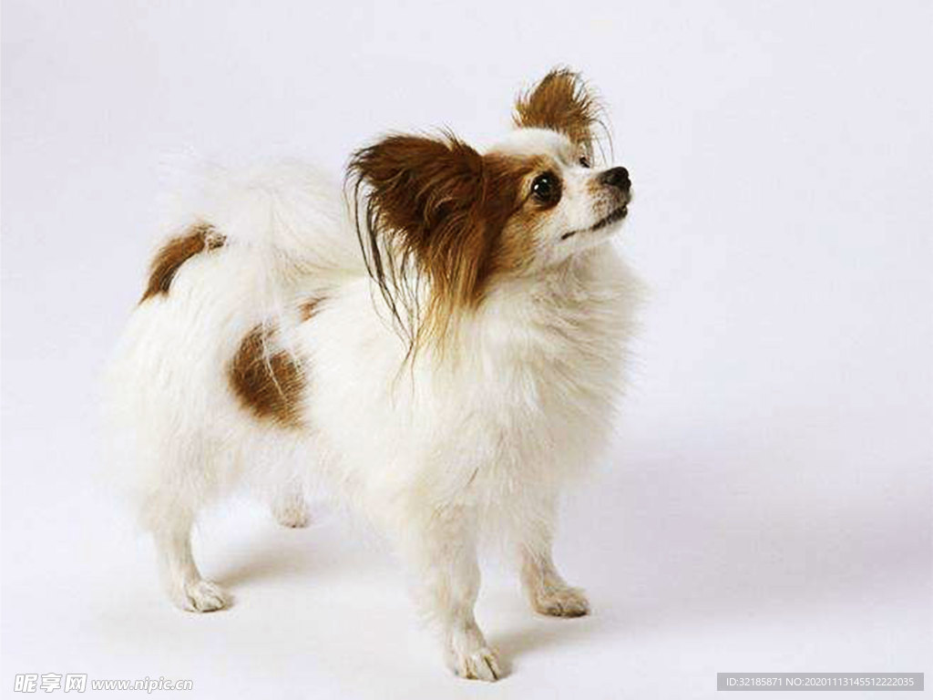 蝴蝶犬