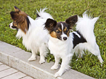 蝴蝶犬
