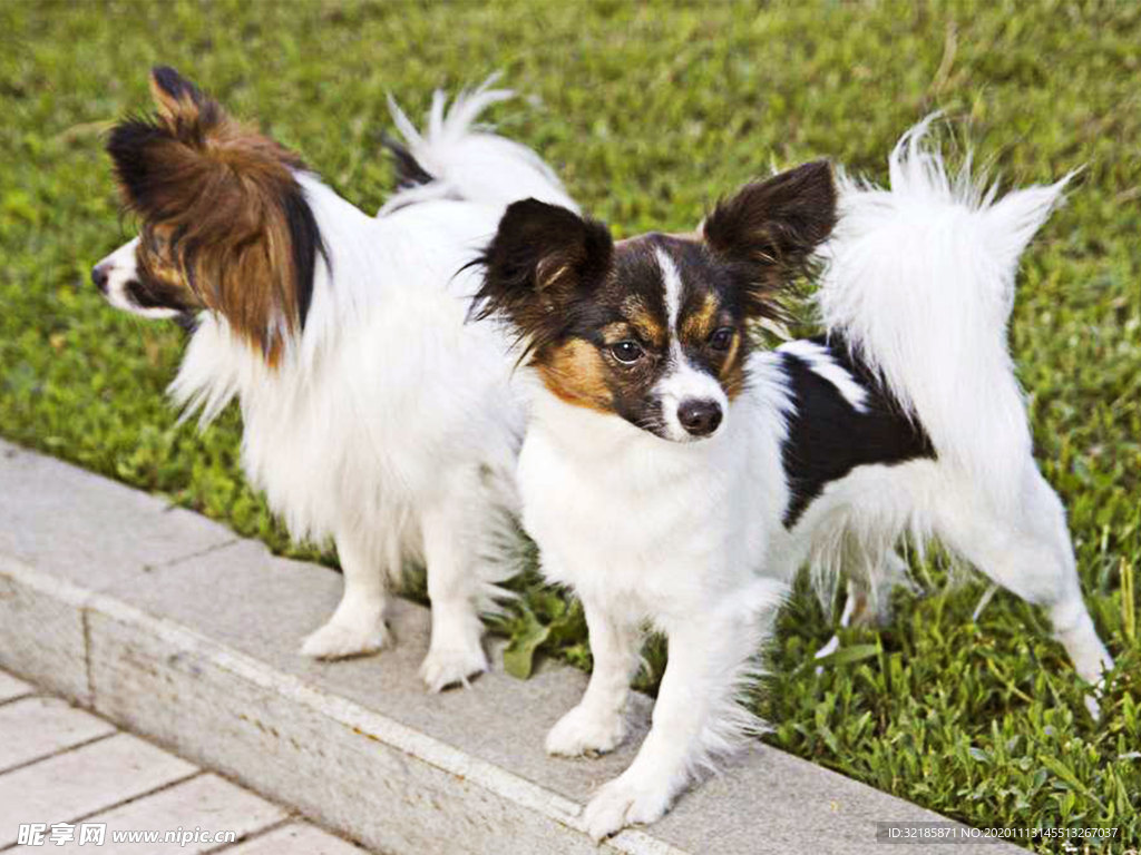蝴蝶犬
