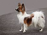 蝴蝶犬