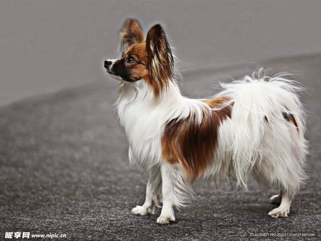 蝴蝶犬
