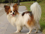 蝴蝶犬