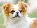 蝴蝶犬