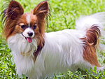 蝴蝶犬