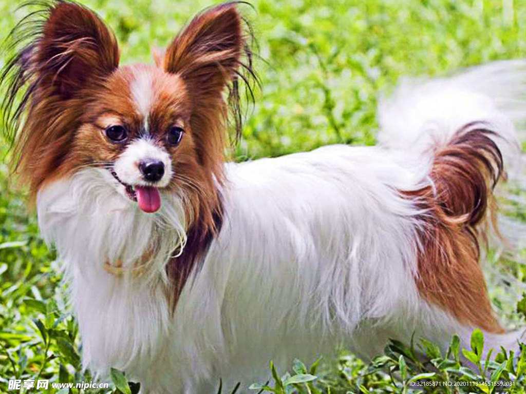 蝴蝶犬