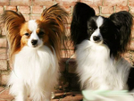 蝴蝶犬