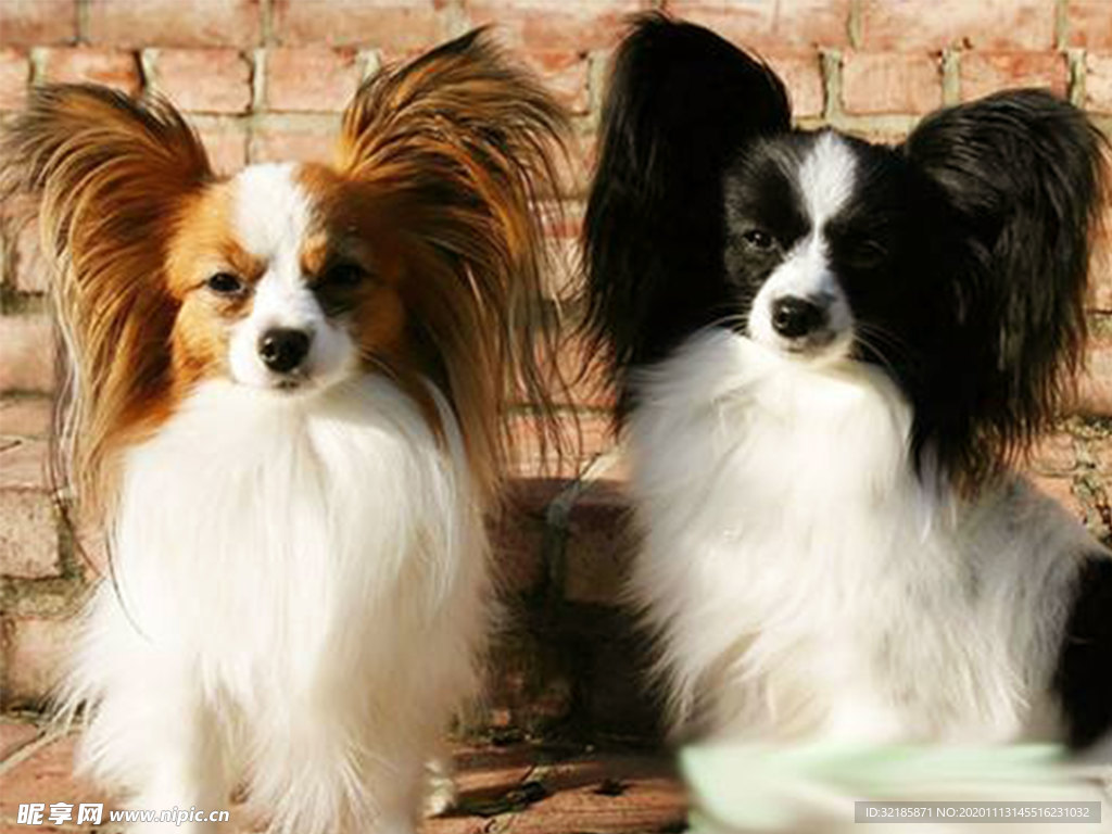 蝴蝶犬