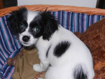 蝴蝶犬