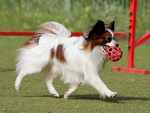 蝴蝶犬
