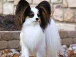 蝴蝶犬