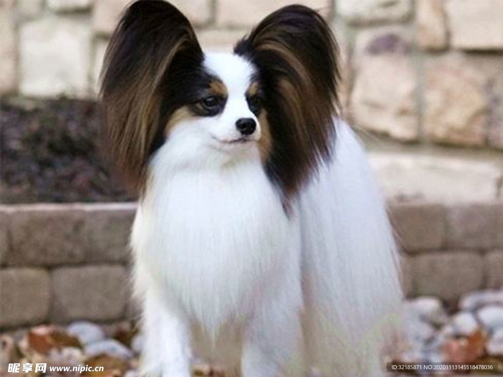 蝴蝶犬