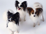蝴蝶犬
