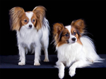 蝴蝶犬