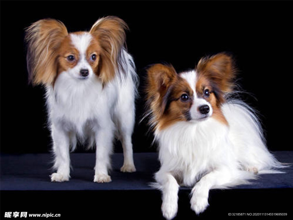 蝴蝶犬