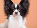 蝴蝶犬
