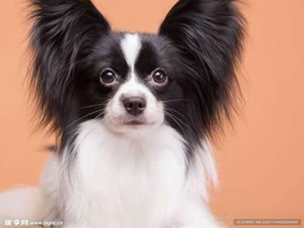 蝴蝶犬