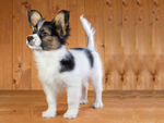 蝴蝶犬