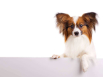 蝴蝶犬