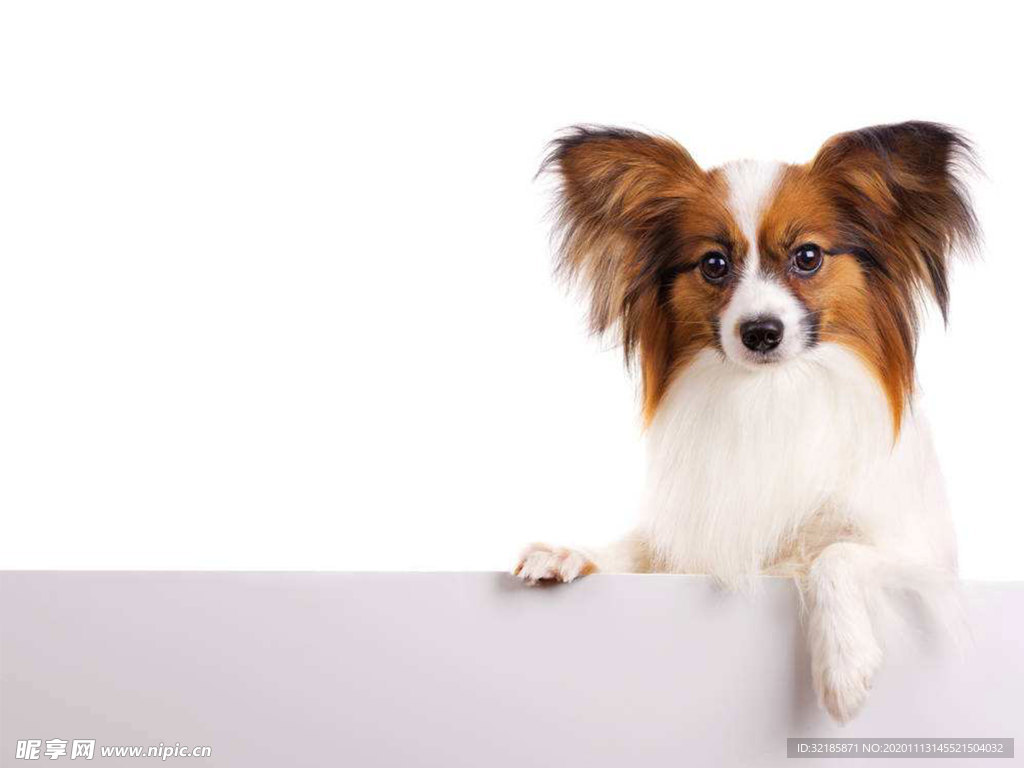 蝴蝶犬