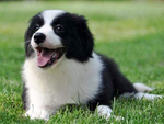 澳大利亚牧羊犬