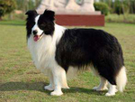 澳大利亚牧羊犬