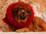 藏獒
