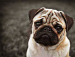 巴哥犬