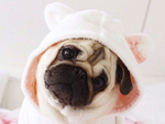 巴哥犬