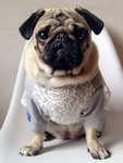 巴哥犬 动物