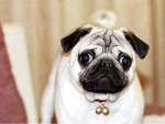 巴哥犬