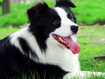 澳大利亚牧羊犬