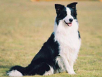 澳大利亚牧羊犬