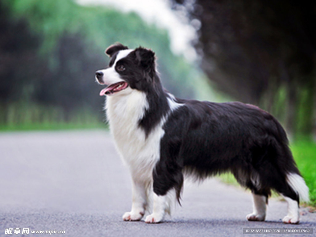 澳大利亚牧羊犬