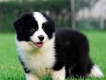 澳大利亚牧羊犬