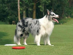 澳大利亚牧羊犬