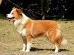 澳大利亚牧羊犬