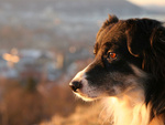 澳大利亚牧羊犬