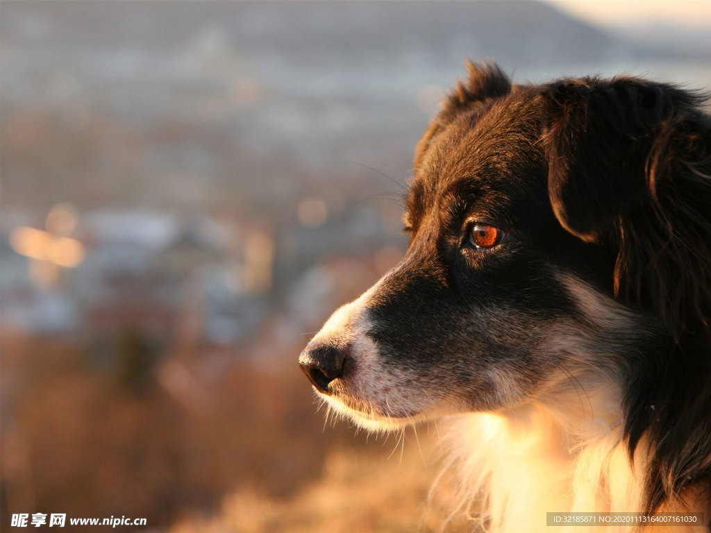 澳大利亚牧羊犬