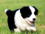 澳大利亚牧羊犬