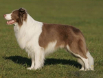 澳大利亚牧羊犬