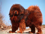 藏獒犬