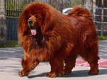 藏獒犬