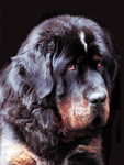 藏獒犬