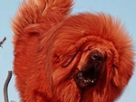 藏獒犬