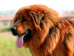 藏獒犬