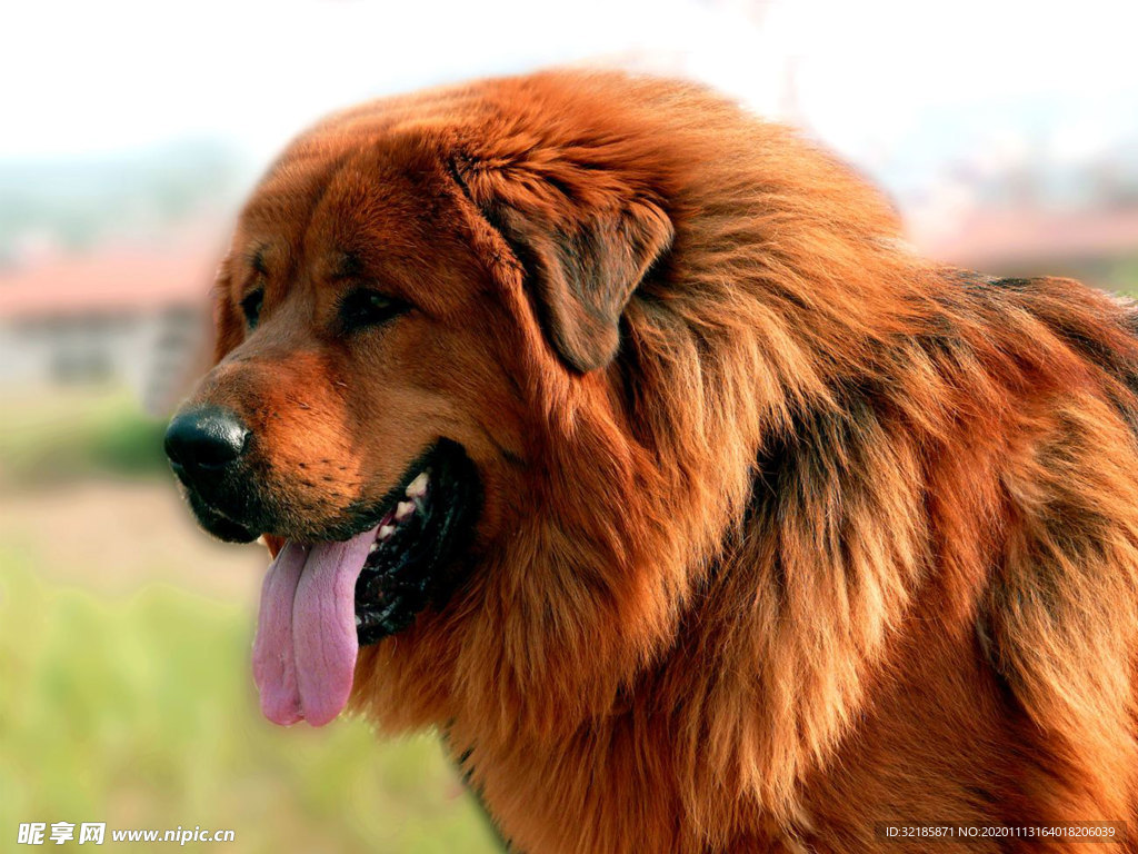 藏獒犬