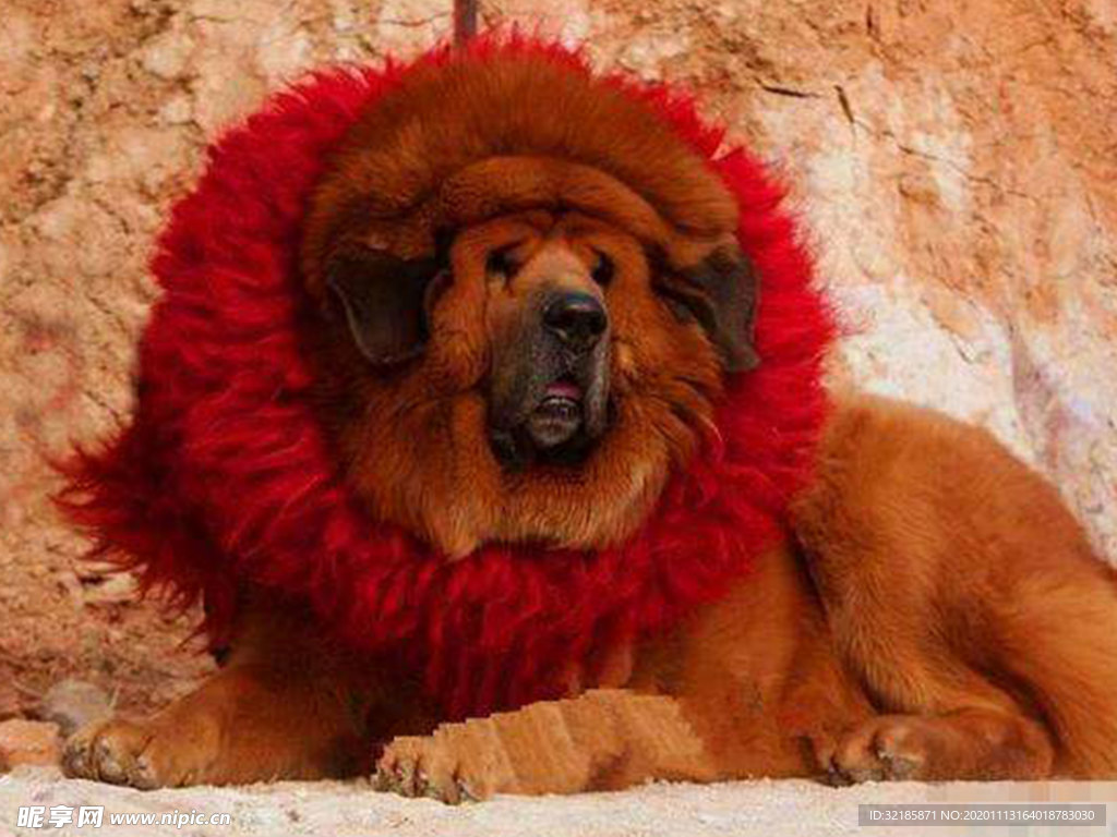藏獒犬
